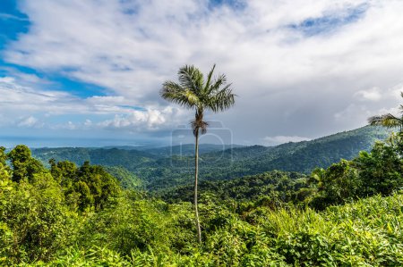 Téléchargez les photos : A view high up in the tropical rainforest in Puerto Rico on a bright sunny day - en image libre de droit
