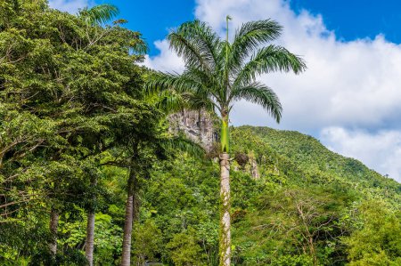 Téléchargez les photos : A view towards the mountain peak in the tropical rainforest in Puerto Rico on a bright sunny day - en image libre de droit