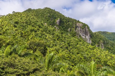 Téléchargez les photos : A view of a mountain peak in the tropical rainforest in Puerto Rico on a bright sunny day - en image libre de droit