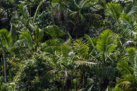 Téléchargez les photos : A view of a coconut palms in the tropical rainforest in Puerto Rico on a bright sunny day - en image libre de droit