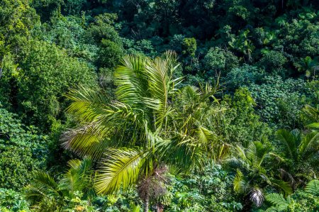 Téléchargez les photos : A view of coconut palms in the tropical rainforest in Puerto Rico on a bright sunny day - en image libre de droit
