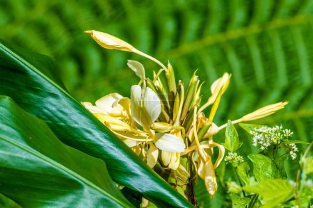 Téléchargez les photos : A close up view of a Ginger lily in the tropical rainforest in Puerto Rico on a bright sunny day - en image libre de droit