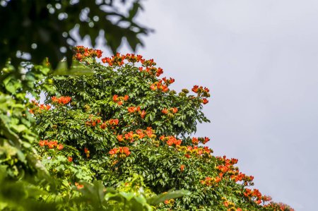Téléchargez les photos : A view of an african tulip tree in the tropical rainforest in Puerto Rico on a bright sunny day - en image libre de droit