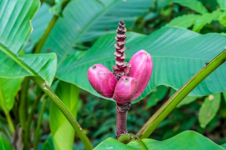 Foto de Planta bananera silvestre que crece en la selva cerca de Tortuguero en Costa Rica durante la estación seca - Imagen libre de derechos