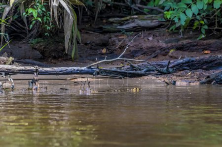 Foto de Una vista de un caimán nadando en el río Tortuguero en Costa Rica durante la estación seca - Imagen libre de derechos