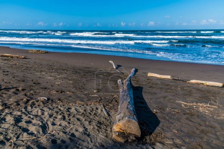 Foto de Una vista a lo largo de la madera a la deriva en la playa de Tortuguero en Costa Rica durante la estación seca - Imagen libre de derechos