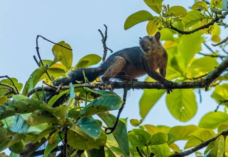 Foto de Una vista de una ardilla Ingram en los árboles de Tortuguero en Costa Rica durante la estación seca - Imagen libre de derechos