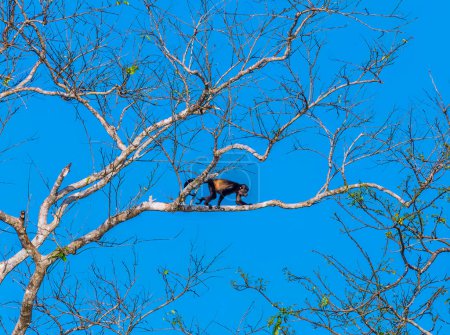 Foto de Una vista de un mono aullador trepando en árboles en Tortuguero en Costa Rica durante la estación seca - Imagen libre de derechos
