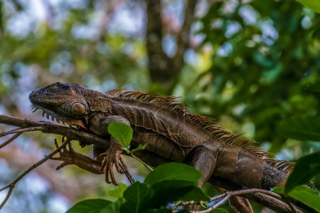 Foto de Una vista de cerca de una iguana macho en un árbol en Tortuguero en Costa Rica durante la estación seca - Imagen libre de derechos