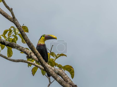 Foto de Una vista de un tucán posado en un árbol sobre el río Tortuguero en Costa Rica durante la estación seca - Imagen libre de derechos