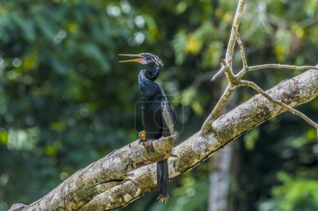 Foto de Una vista de un pájaro Darter encaramado sobre el río Tortuguero en Costa Rica durante la estación seca - Imagen libre de derechos