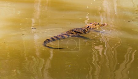 Foto de Una vista de un caimán nadando en un afluente al río Tortuguero en Costa Rica durante la estación seca - Imagen libre de derechos