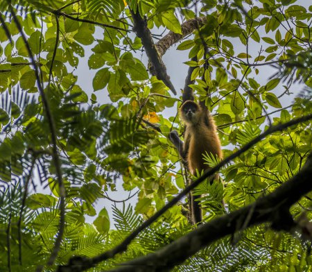 Foto de Una vista de un mono araña sobre un afluente del río Tortuguero en Costa Rica durante la estación seca - Imagen libre de derechos