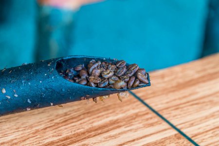 Téléchargez les photos : Une vue sur les grains de café moyennement torréfiés à La Fortuna, Costa Rica pendant la saison sèche - en image libre de droit