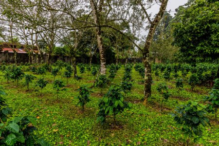 Blick auf Kaffeepflanzen, die während der Trockenzeit auf einem Feld in der Nähe von La Fortuna, Costa Rica, angebaut werden
