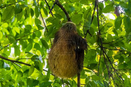Photo for A view of a two toed sloth hanging from a tree in La Fortuna, Costa Rica during the dry season - Royalty Free Image