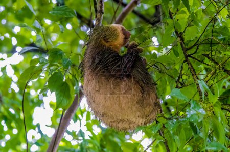 Photo for A side view of a Hoffmann two toed sloth hanging from a tree in La Fortuna, Costa Rica during the dry season - Royalty Free Image
