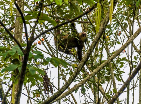 Foto de Una vista de un Hoffmann perezoso de dos dedos trepando a un árbol en La Fortuna, Costa Rica durante la estación seca - Imagen libre de derechos