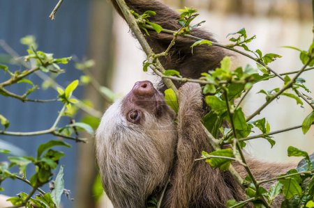 Photo for A close up view of a Hoffmann two toed sloth climbing up a tree in Monteverde, Costa Rica during the dry season - Royalty Free Image