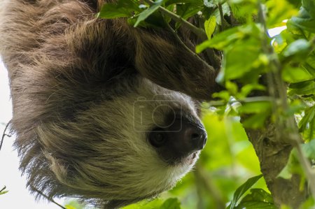 Foto de Una vista de cerca de la cara de un perezoso de dos dedos de Hoffmann colgando de un árbol en Monteverde, Costa Rica durante la estación seca - Imagen libre de derechos