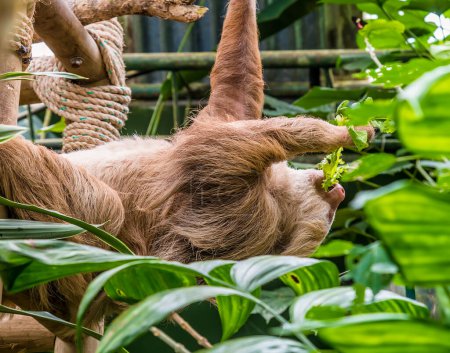 Foto de Una vista de un Hoffmann perezoso de dos dedos moviéndose en un árbol en Monteverde, Costa Rica durante la estación seca - Imagen libre de derechos