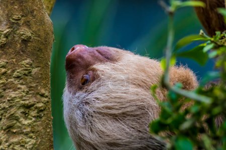 Photo for A close up view of the face of a Hoffmann two toed sloth climbing up a tree in Monteverde, Costa Rica during the dry season - Royalty Free Image