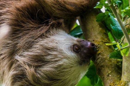 Foto de Un primer plano de la cara de un Hoffmann perezoso de dos dedos colgando de una rama en Monteverde, Costa Rica durante la estación seca - Imagen libre de derechos
