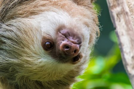 Photo for A close up view of a Hoffmann two toed sloth hanging down from a branch in Monteverde, Costa Rica during the dry season - Royalty Free Image