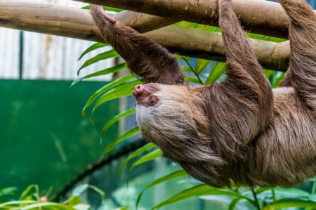 Photo for A view of a Hoffmann two toed sloth traversing a ladder in Monteverde, Costa Rica during the dry season - Royalty Free Image