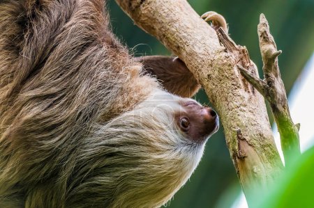 Foto de Una vista de cerca de un Hoffmann perezoso de dos dedos en una rama en Monteverde, Costa Rica durante la estación seca - Imagen libre de derechos