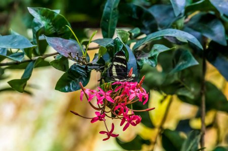 Foto de Una vista de una mariposa longwing de Hewitsons en una planta en Monteverde, Costa Rica en la estación seca - Imagen libre de derechos