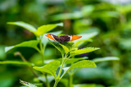 Téléchargez les photos : Vue d'une page à pointe rouillée reposant sur une feuille à Monteverde, Costa Rica en saison sèche - en image libre de droit