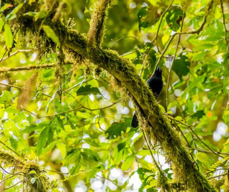 Foto de Un pájaro con capucha azul en una rama en el bosque nuboso en Monteverde, Costa Rica en la estación seca - Imagen libre de derechos