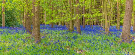 Photo for A panorama view of a carpet of Bluebells flowering in Badby Wood, Badby, Northamptonshire, UK in summertime - Royalty Free Image