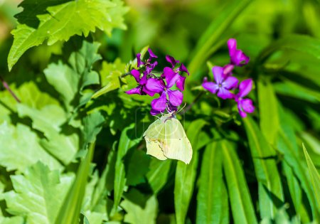 Téléchargez les photos : Vue d'un papillon blanc Pieridae dans le village de Chipping Warden, Royaume-Uni en été - en image libre de droit