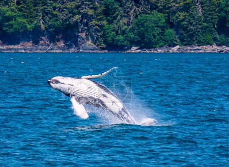 Foto de Una vista de cerca de una ballena jorobada joven rompiendo y volteando hacia atrás en las afueras de Juneau, Alaska en verano - Imagen libre de derechos