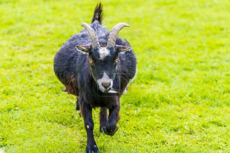 Téléchargez les photos : Vue d'une chèvre pygmée sombre dans un enclos près de Melton Mowbray en été - en image libre de droit