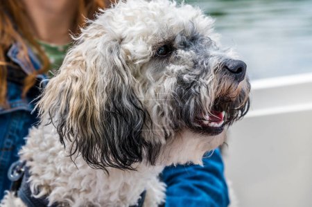 A close up view of a Poochon puppy on a boat on the  River Great Ouse at St Ives, Cambridgeshire in summertime