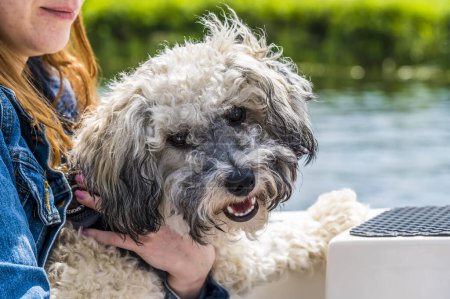 Téléchargez les photos : Un chiot Poochon excité d'être sur un bateau sur la rivière Great Ouse à St Ives, Cambridgeshire en été - en image libre de droit