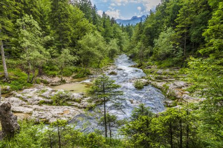 Téléchargez les photos : Une vue sur les tronçons inférieurs de la rivière Mostnica dans la gorge de Mostnica en Slovénie en été - en image libre de droit