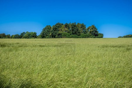 Téléchargez les photos : Une vue sur les champs autour du viaduc de Souldern dans l'Oxfordshire, Royaume-Uni en été - en image libre de droit