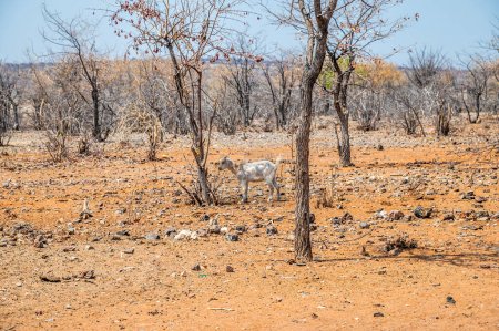 Foto de Una vista del campo alrededor de una aldea tradicional de la tribu Himba en Namibia en la estación seca - Imagen libre de derechos