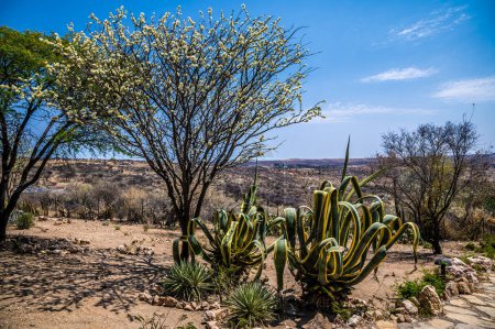 Photo for A view towards a Flowering Aloe plant close to Windhoek, Namibia in the dry season - Royalty Free Image