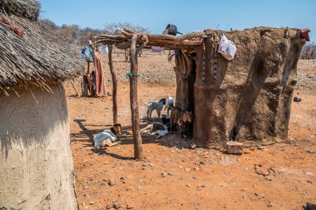Foto de Una vista de cabras encontrando sombra en una aldea de la tribu Himba en Namibia en la estación seca - Imagen libre de derechos