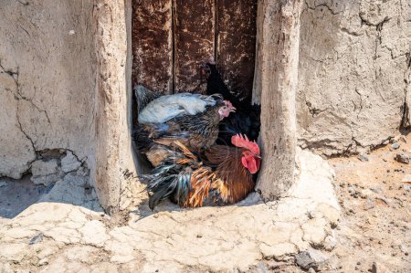 Foto de Una vista de gallinas refugiándose en la puerta de una choza en una aldea de la tribu Himba en Namibia en la estación seca - Imagen libre de derechos