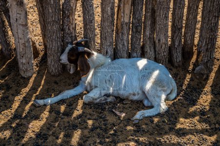Foto de Una vista de una cabra descansando a la sombra en una aldea de la tribu Himba en Namibia en la estación seca - Imagen libre de derechos