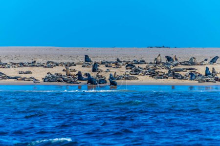 Foto de Una vista de las focas de piel del cabo tomando el sol en la saliva exterior en Walvis Bay, Namibia en la estación seca - Imagen libre de derechos