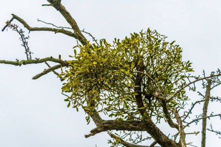 A close up view of mistletoe growing in a tree on the outskirts of Stamford, lincolnshire, UK in winter