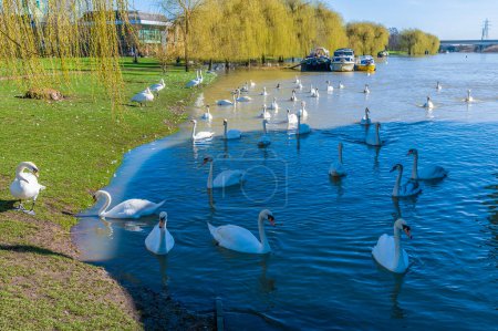 A view of swans on River Nene on the north shore in Peterborough, UK on a bright sunny day