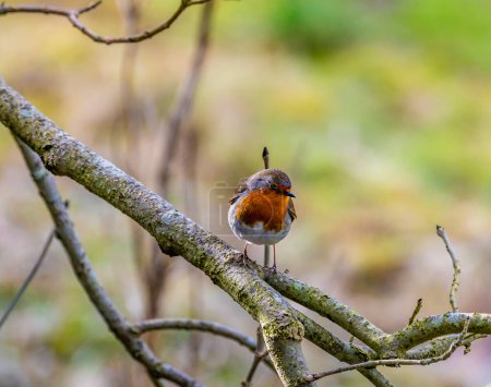 A view of a Robin beside the Grand Union canal near Market Harborough on a bright winter day